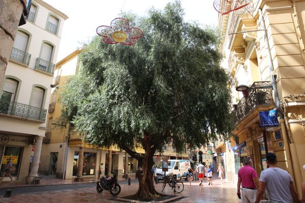 Guided tour in Perpignan