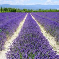 Visit Provence