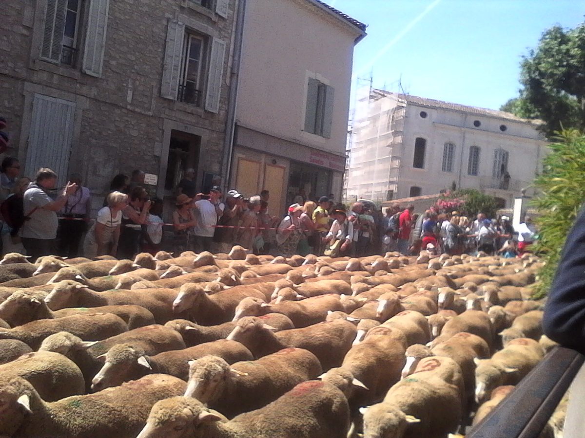 Reiseleiter in Saint-Rémy-de-Provence – Bild 11