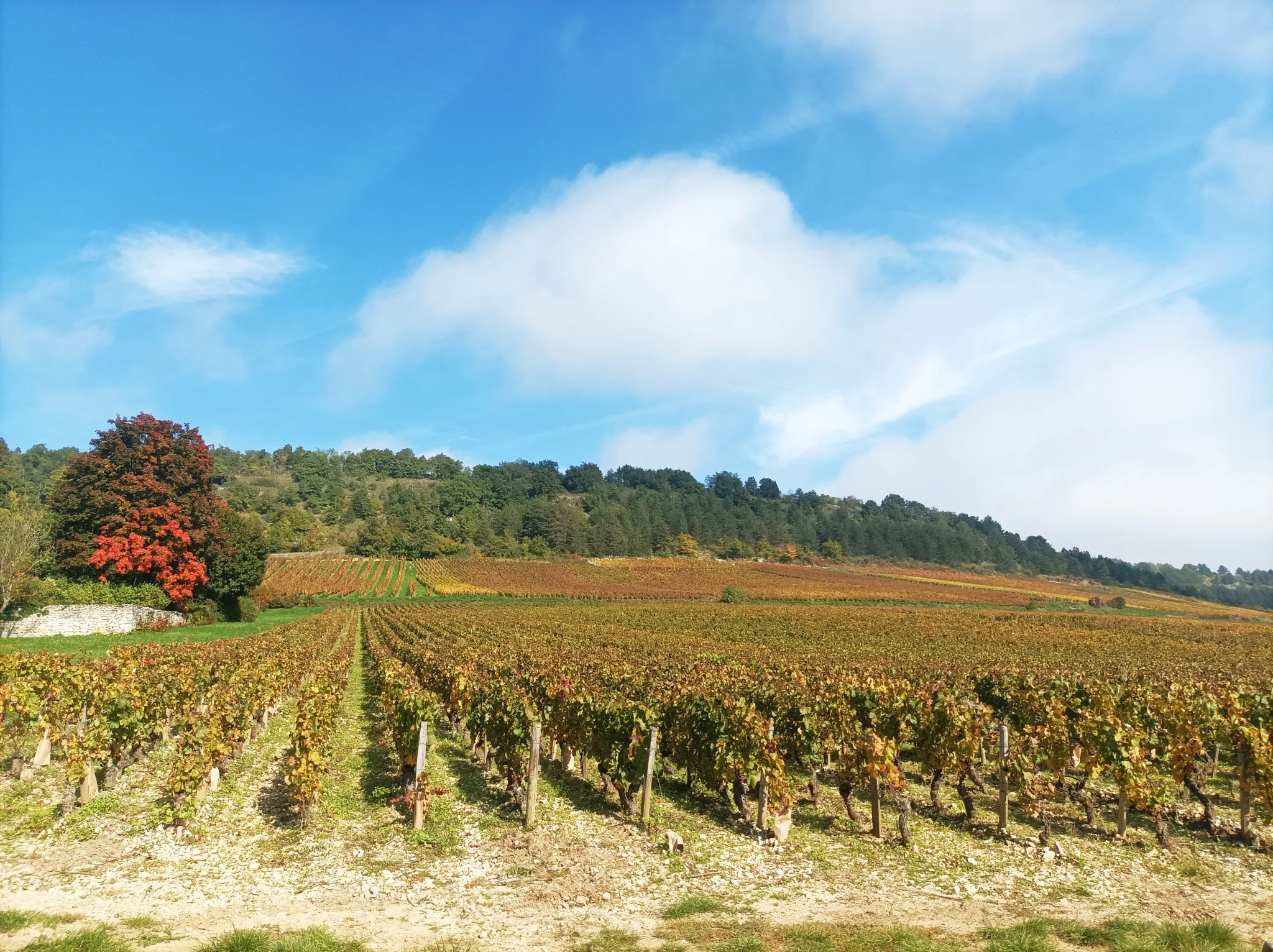 Wine tour in Burgundy, Romain Bouchaud