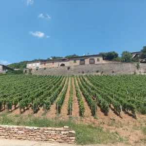 Wine tour from Mâcon