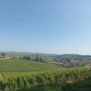 Wine tour from Mâcon
