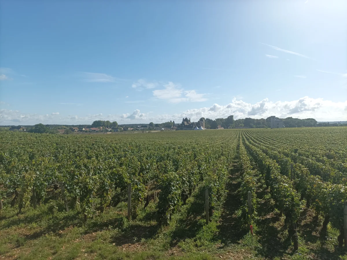 You are currently viewing The route des Grands Crus